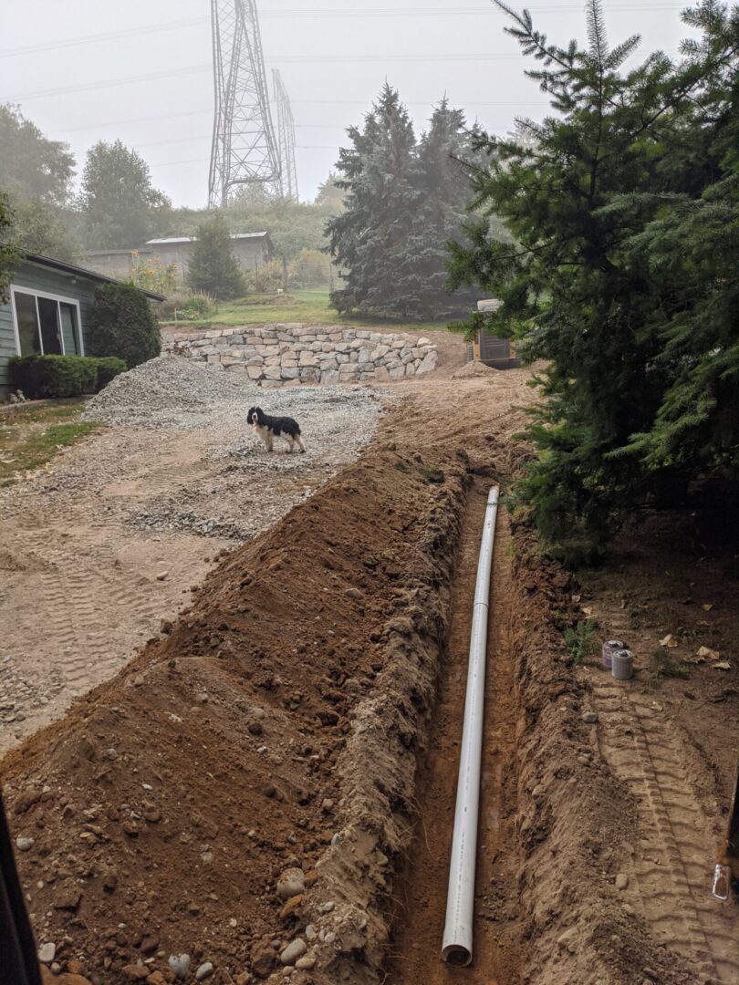 A dog walks along a dirt path with construction debris and pipes, near a residential area and trees obscured by mist.